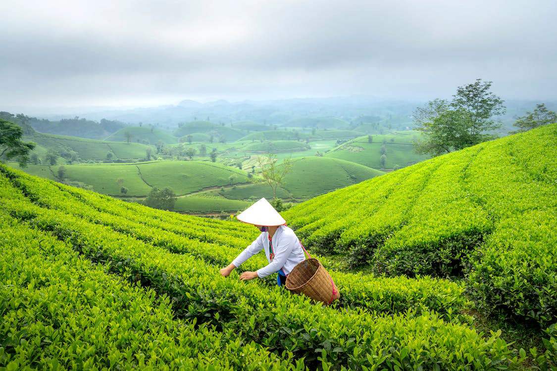 Women plucking leaves from tea garden, Assam, India (photo) - Softweb Technologies