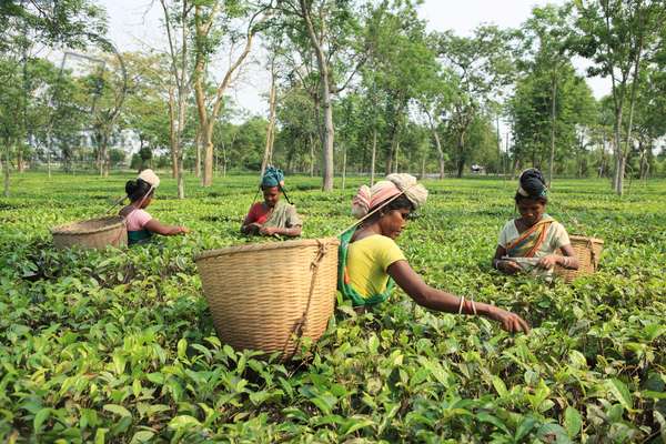 Women plucking leaves from tea garden, Assam, India (photo) - Softweb Technologies