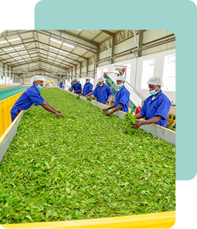 ERP software for Packet Tea sellers and Blenders