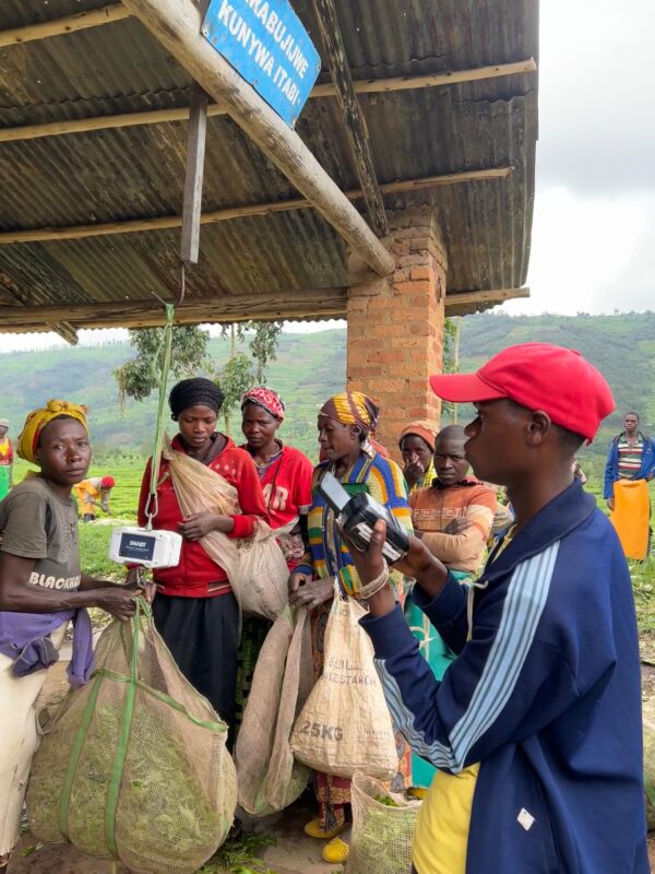 Tea Garden workers weighing their collection