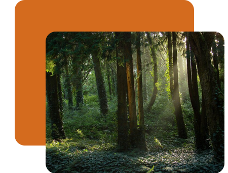 Softweb Technologies - Sunrays falling on forest ground