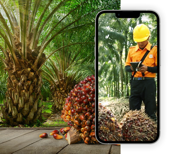 ERP for Palm Oil Plantation Management