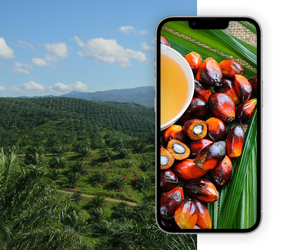 Attendance Management for Palm Oil Plantations
